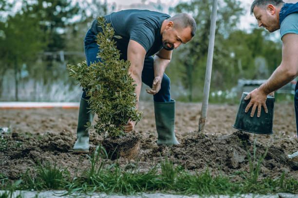 Tree Root Removal in Churchill, OH